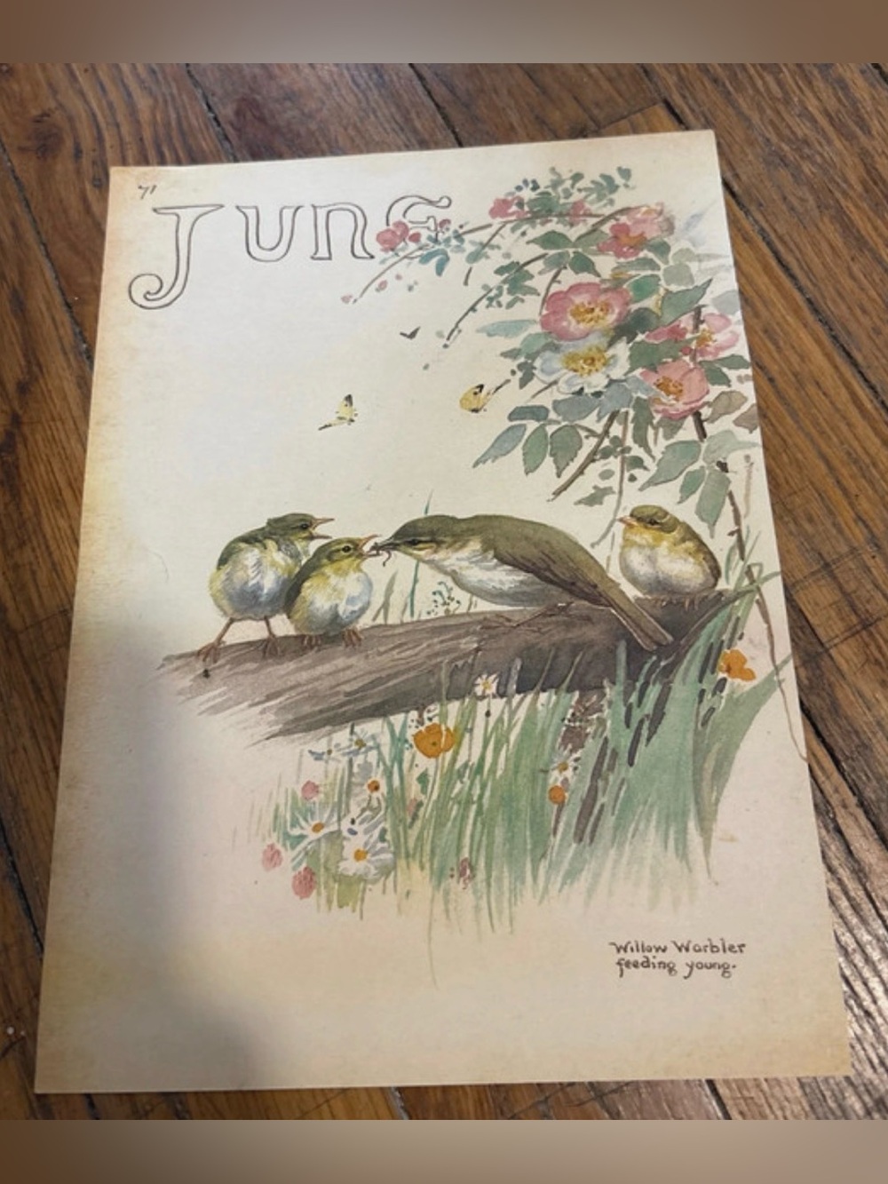 Vintage 1977 Willow Warbler Art Print - Green and Cream 9”x7”